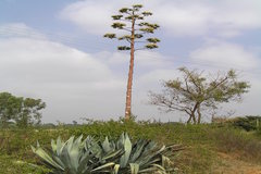 Agave sisalana